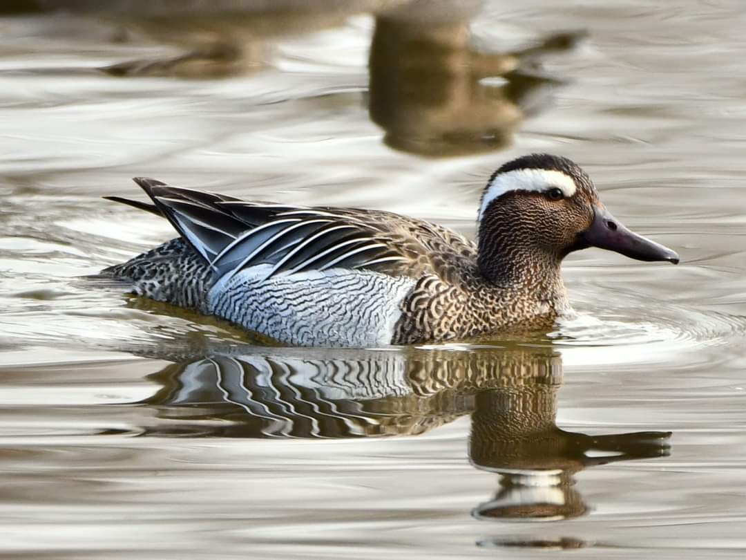 Les oiseaux hivernants sur le site de Ploegsteert